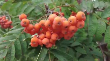 Bir şehir parkında bir ağaca Rowan çilek. Yeşil yeşillik arka planda Rowan çilek kümeleri