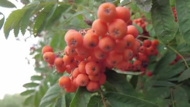 Bir şehir parkında bir ağaca Rowan çilek. Yeşil yeşillik arka planda Rowan çilek kümeleri