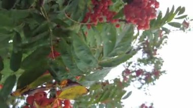 Bir şehir parkında bir ağaca Rowan çilek. Yeşil yeşillik arka planda Rowan çilek kümeleri