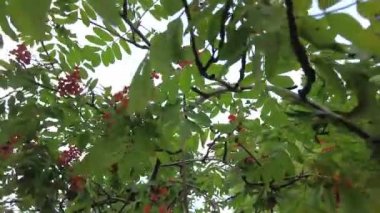 Bir şehir parkında bir ağaca Rowan çilek. Yeşil yeşillik arka planda Rowan çilek kümeleri