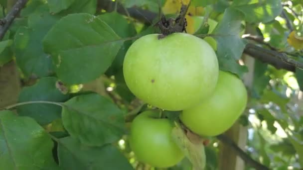 Appelboom Mooie Rijpe Rode Appels Fruit Boom Achtergrond Van Zon — Stockvideo