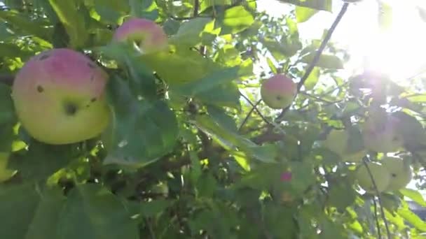 Appelboom Mooie Rijpe Rode Appels Fruit Boom Achtergrond Van Zon — Stockvideo