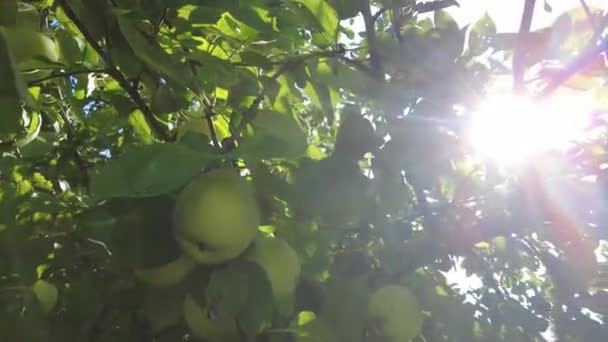 Appelboom Mooie Rijpe Rode Appels Fruit Boom Achtergrond Van Zon — Stockvideo