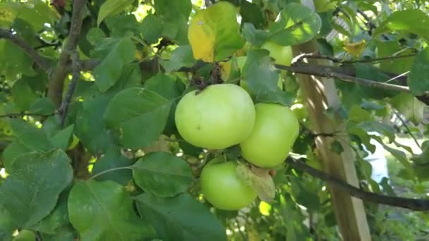 Árvore Belas Maçãs Vermelhas Maduras Frutas Fundo Árvore Sol Maçãs — Vídeo de Stock