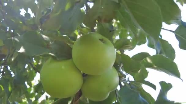 Appelboom Mooie Rijpe Rode Appels Fruit Boom Achtergrond Van Zon — Stockvideo