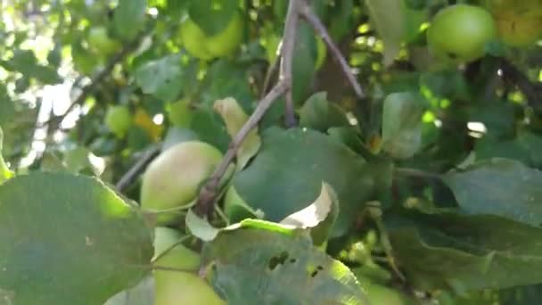 Яблоня Красивые Спелые Красные Яблоки Плоды Фоне Дерева Солнца Спелые — стоковое видео