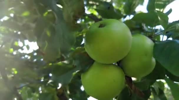 Jabloň Krásná Zralá Červená Jablka Ovoce Pozadí Stromu Slunce Zralá — Stock video