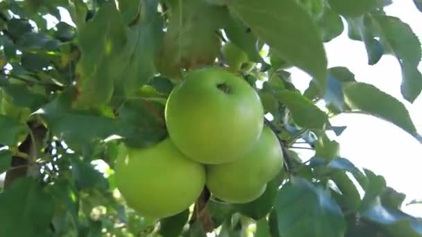 Appelboom Mooie Rijpe Rode Appels Fruit Boom Achtergrond Van Zon — Stockvideo