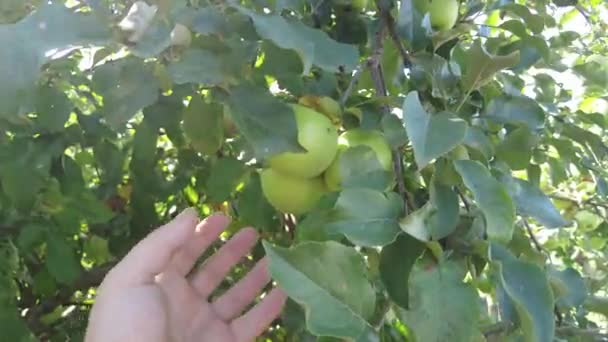 Manzano Hermosas Manzanas Rojas Maduras Frutas Fondo Del Árbol Del — Vídeos de Stock
