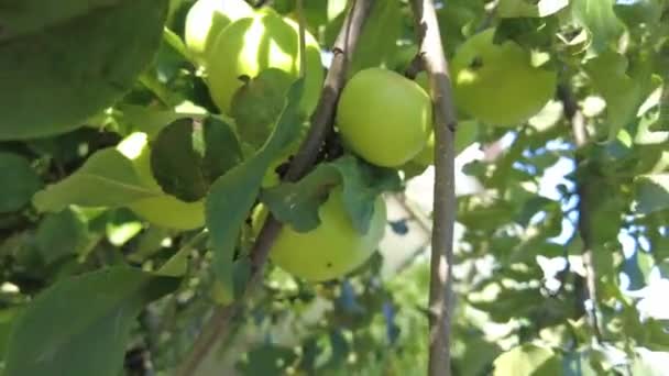 Appelboom Mooie Rijpe Rode Appels Fruit Boom Achtergrond Van Zon — Stockvideo