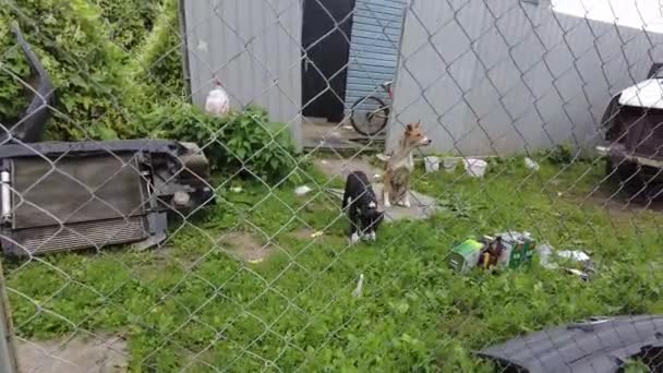 Perro Callejero Con Cachorro Sienta Sofá Desde Asiento Trasero Coche — Vídeos de Stock