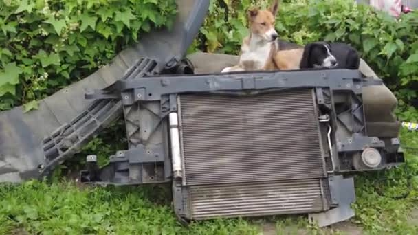 Gatuhund Med Valp Sitter Soffan Från Baksätet Bil Och Skäller — Stockvideo