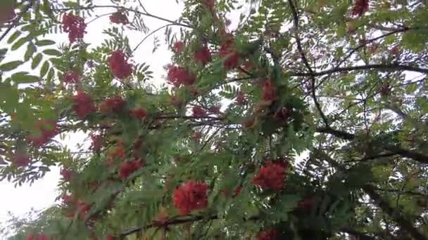 Rowan Berries Tree City Park Clusters Rowan Berries Background Green — Stock Video