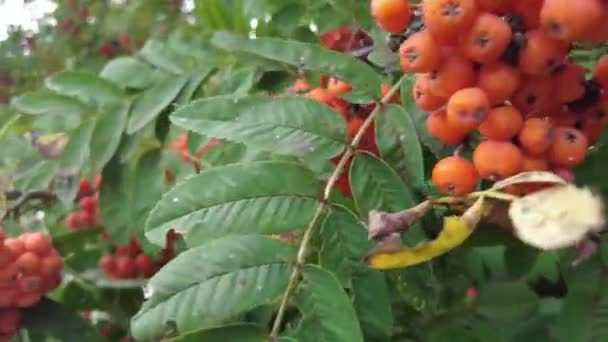 Bir Şehir Parkında Bir Ağaca Rowan Çilek Yeşil Yeşillik Arka — Stok video