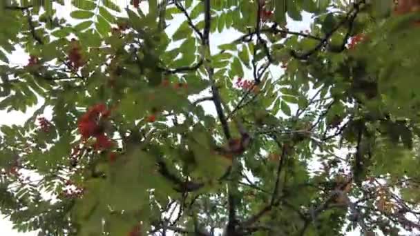 Ягоды Роуэн Дереве Городском Парке Кластеры Рябины Фоне Зеленой Листвы — стоковое видео