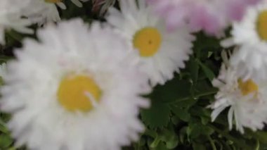 Muhteşem beyaz papatyalar. Çiçek tarhında güzel papatyalar