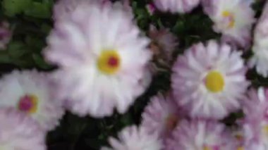 Muhteşem beyaz papatyalar. Çiçek tarhında güzel papatyalar