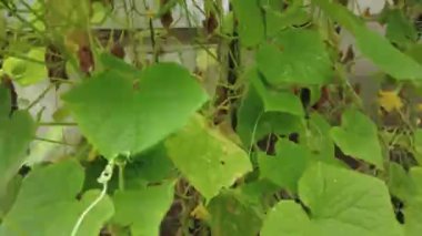 Salatalıklar serada. Genç salatalıklar çalılıklarda yetişir. Ev yapımı salatalık. Çiçekli salatalık ya da salatalık filizleri. Salatalık asması