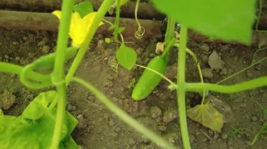 Salatalıklar serada. Genç salatalıklar çalılıklarda yetişir. Ev yapımı salatalık. Çiçekli salatalık ya da salatalık filizleri. Salatalık asması