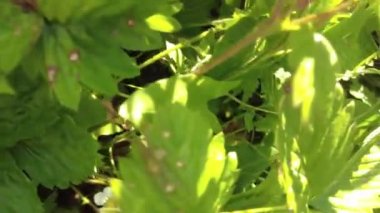 Salatalıklar serada. Genç salatalıklar çalılıklarda yetişir. Ev yapımı salatalık. Çiçekli salatalık ya da salatalık filizleri. Salatalık asması