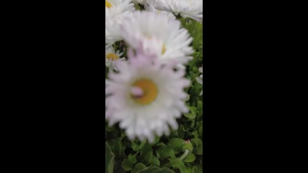 Muhteşem Beyaz Papatyalar Çiçek Tarhında Güzel Papatyalar — Stok video