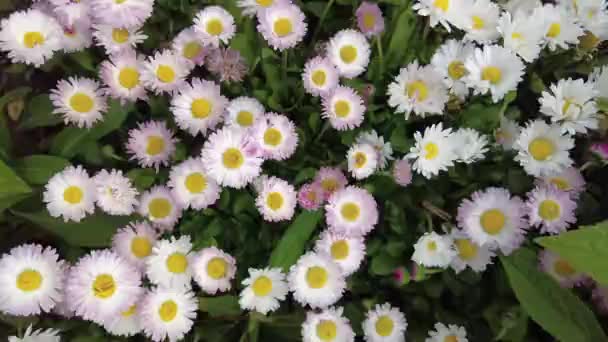 Gyönyörű Fehér Százszorszépek Gyönyörű Százszorszépek Virágágyásban — Stock videók