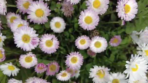 Gyönyörű Fehér Százszorszépek Gyönyörű Százszorszépek Virágágyásban — Stock videók