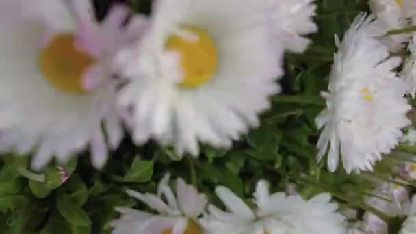 Wunderschöne Weiße Gänseblümchen Schöne Gänseblümchen Blumenbeet — Stockvideo