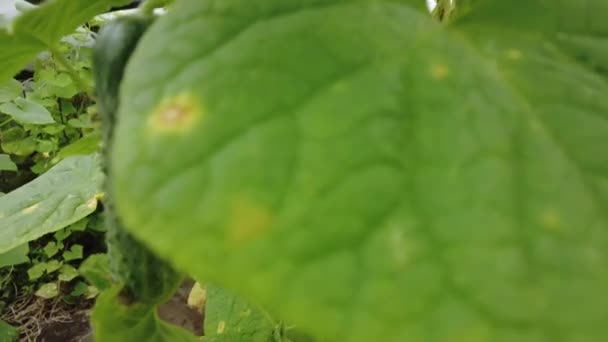 Pepinos Invernadero Los Pepinos Jóvenes Crecen Arbusto Pepinos Caseros Brotes — Vídeo de stock