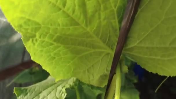 Pepinos Invernadero Los Pepinos Jóvenes Crecen Arbusto Pepinos Caseros Brotes — Vídeo de stock