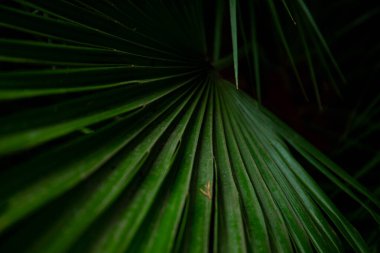 Yeşil arka planda makro palmiye yaprağı. arkaplan dokusu ekran koruyucusu