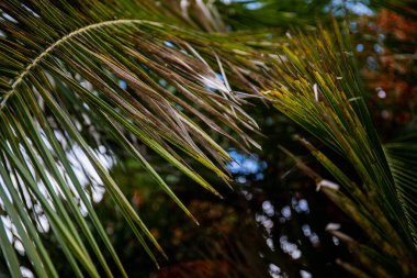 Yeşil arka planda makro palmiye yaprağı. arkaplan dokusu ekran koruyucusu
