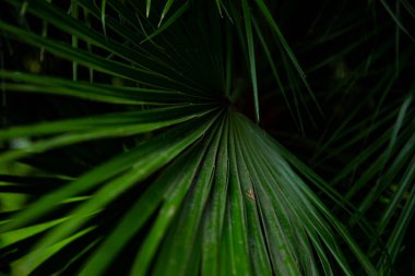 Yeşil arka planda makro palmiye yaprağı. arkaplan dokusu ekran koruyucusu