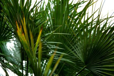 Yeşil arka planda makro palmiye yaprağı. arkaplan dokusu ekran koruyucusu