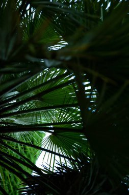Yeşil arka planda makro palmiye yaprağı. arkaplan dokusu ekran koruyucusu