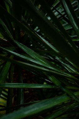 Yeşil arka planda makro palmiye yaprağı. arkaplan dokusu ekran koruyucusu