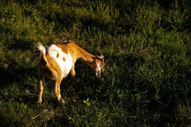 Bir dağ köyündeki çiftlikte keçiler. Dağ keçileri. Dağlarda çiftçilik. Dağlardaki keçiler doğal ürünlerdir.