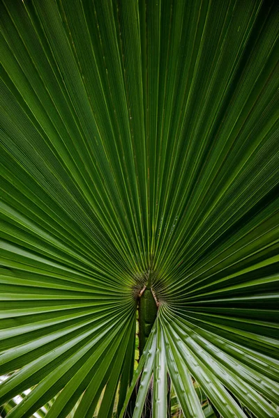 Palmblad Macro Een Groene Achtergrond Achtergrond Textuur Screensaver — Stockfoto