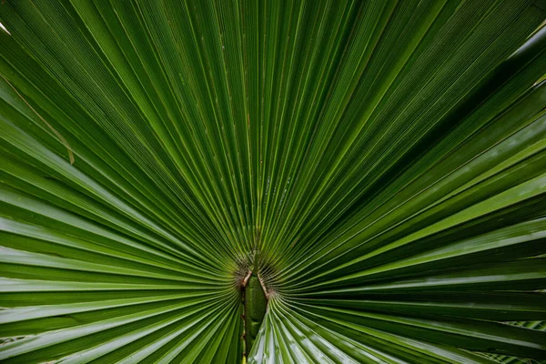 Palmblad Macro Een Groene Achtergrond Achtergrond Textuur Screensaver — Stockfoto