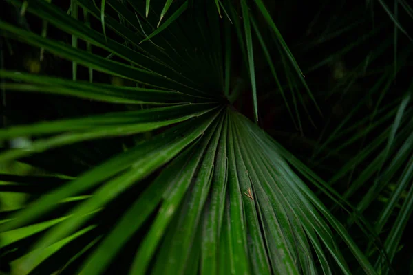 Palmblad Macro Een Groene Achtergrond Achtergrond Textuur Screensaver — Stockfoto