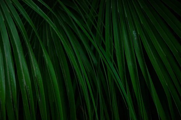 Pálmalevél Makróban Zöld Háttérrel Háttér Textúra Képernyővédő — Stock Fotó