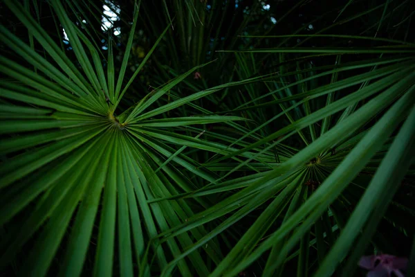 Liść Palmowy Makro Zielonym Tle Wygaszacz Ekranu Tekstury Tła — Zdjęcie stockowe