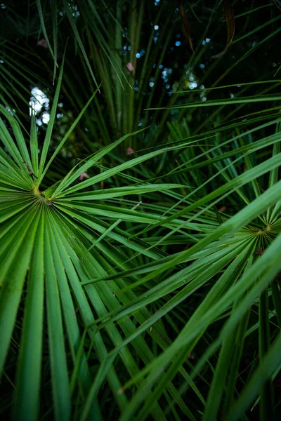 Palmblad Macro Een Groene Achtergrond Achtergrond Textuur Screensaver — Stockfoto