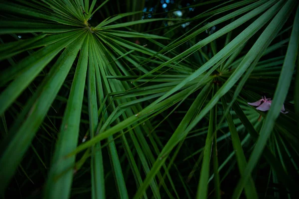緑の背景にヤシの葉があります背景テクスチャスクリーンセーバー — ストック写真