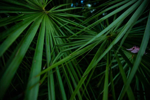 Folha Palmeira Macro Fundo Verde Fundo Textura Screensaver — Fotografia de Stock