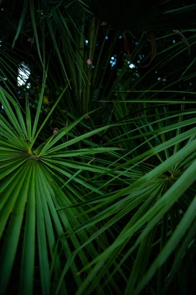 Palm Leaf Macro Green Background Background Texture Screensaver — Stock Photo, Image