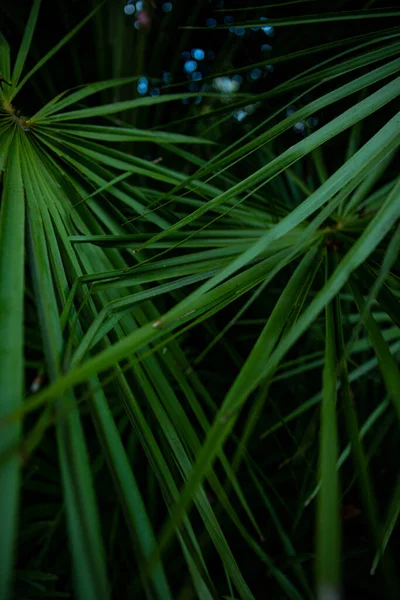 Palmblad Macro Een Groene Achtergrond Achtergrond Textuur Screensaver — Stockfoto