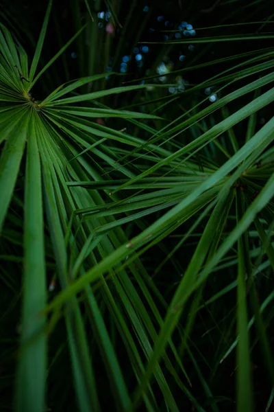 Palmblad Macro Een Groene Achtergrond Achtergrond Textuur Screensaver — Stockfoto