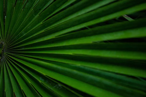 Palmblad Macro Een Groene Achtergrond Achtergrond Textuur Screensaver — Stockfoto