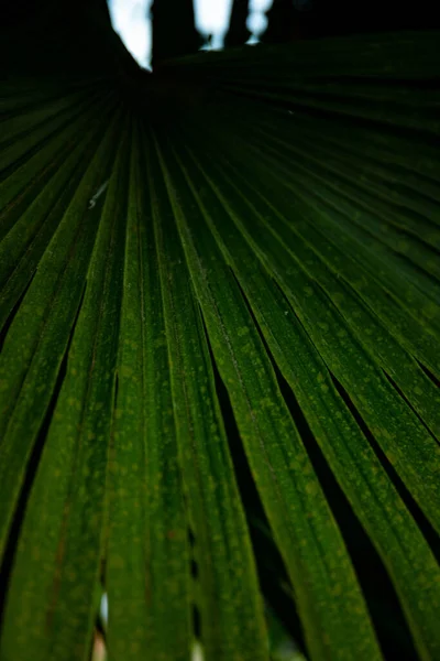 Palmblad Macro Een Groene Achtergrond Achtergrond Textuur Screensaver — Stockfoto